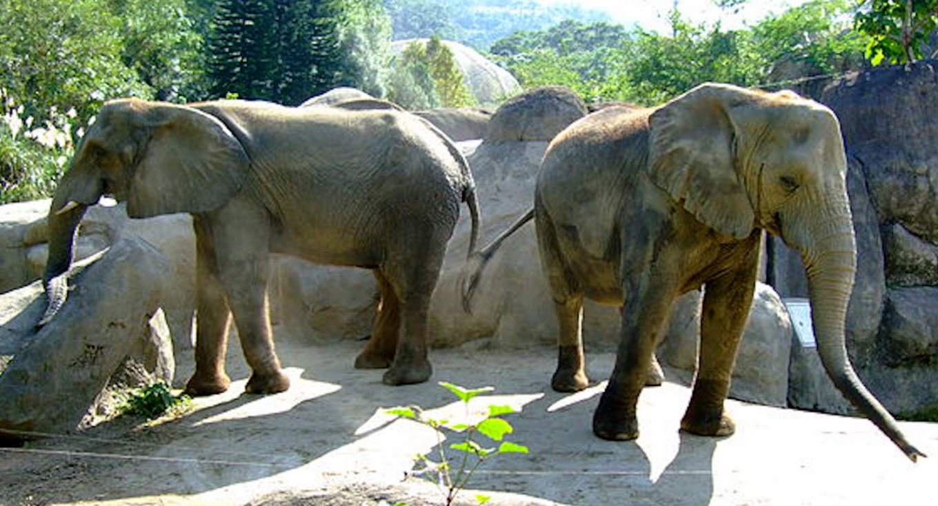 十四項基本建設動物園第一期工程沙漠澳洲非洲動物區