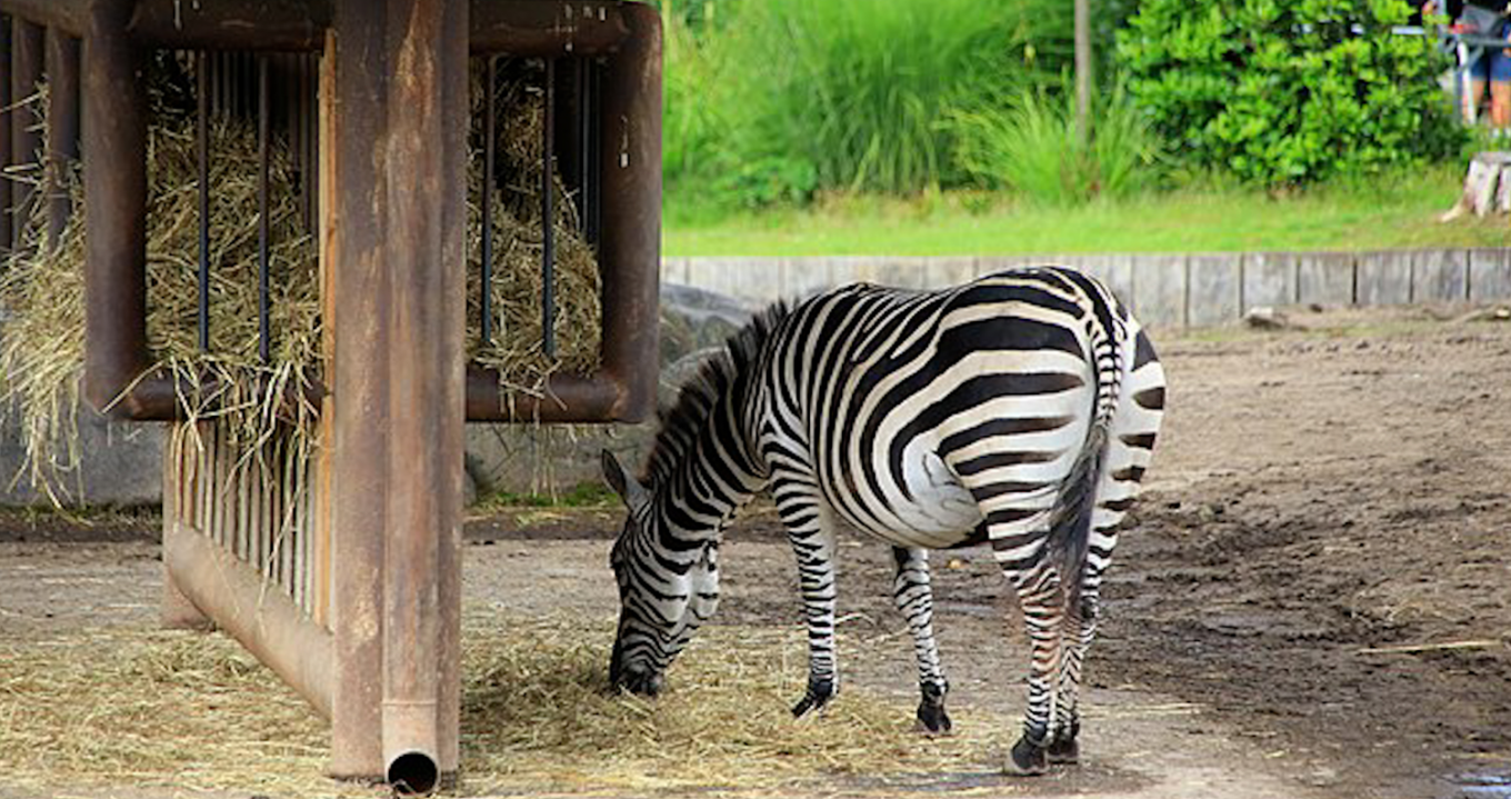 十四項基本建設動物園第一期工程木柵動物園