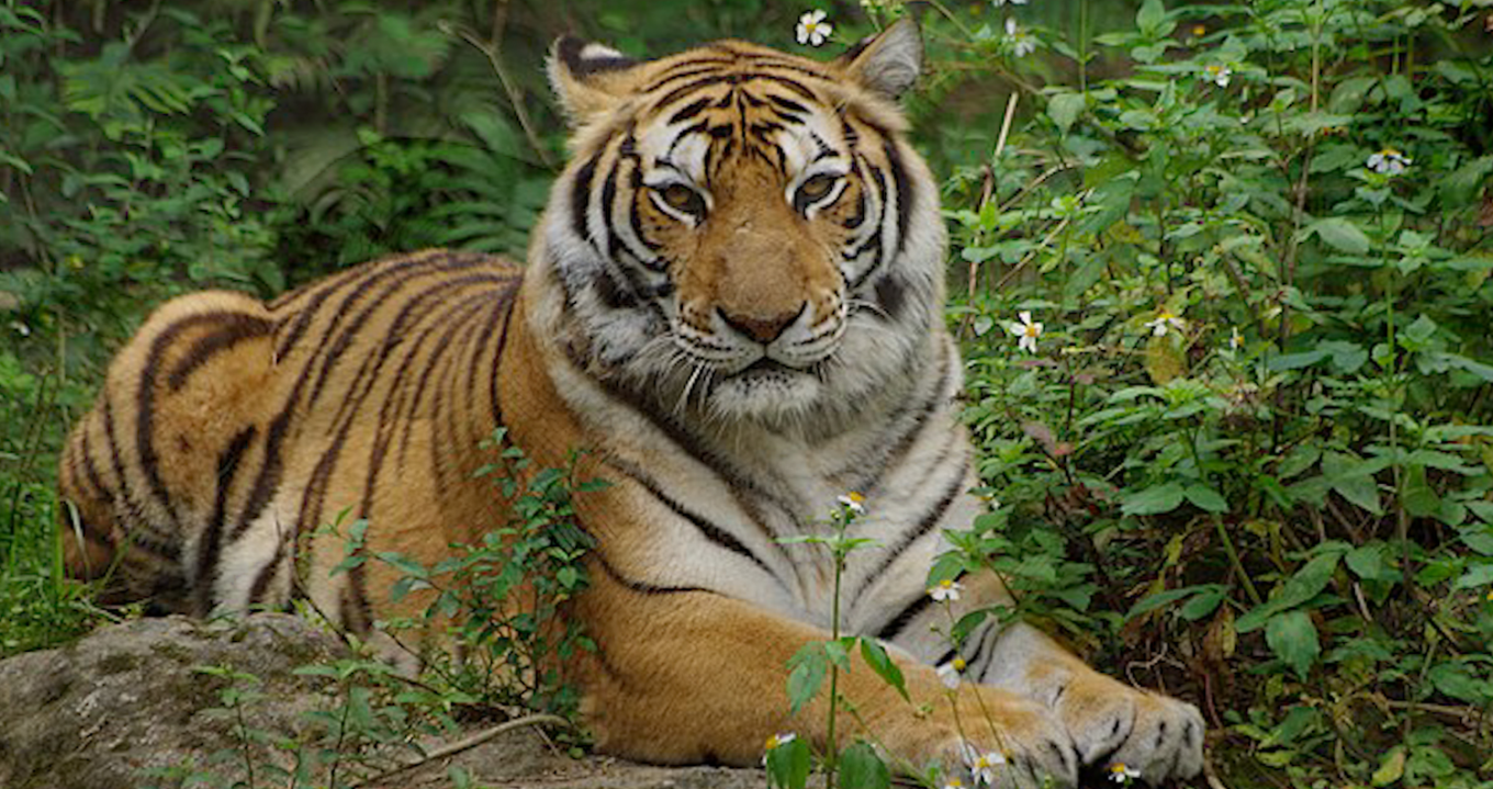 十四項基本建設動物園第一期工程木柵動物園