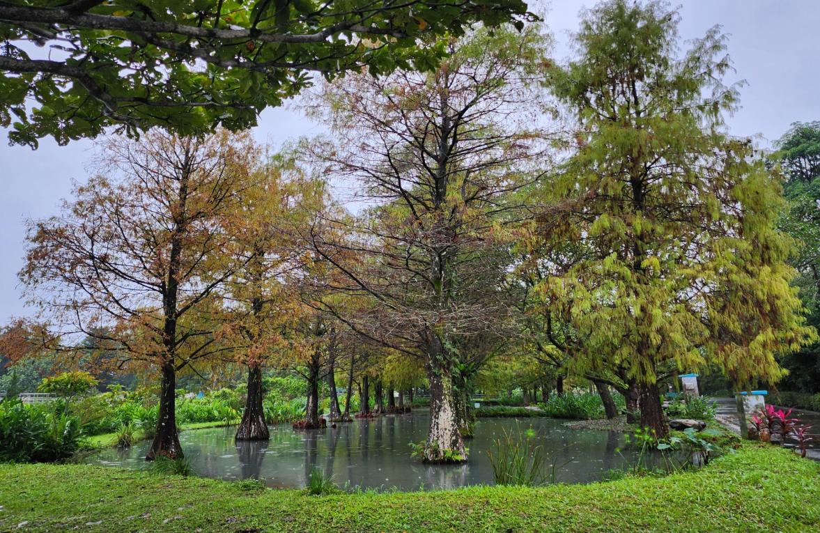 民國時期宜蘭地區公共給水深溝水源生態園區落雨松