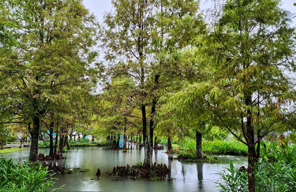 民國時期宜蘭地區公共給水深溝水源生態園區落雨松