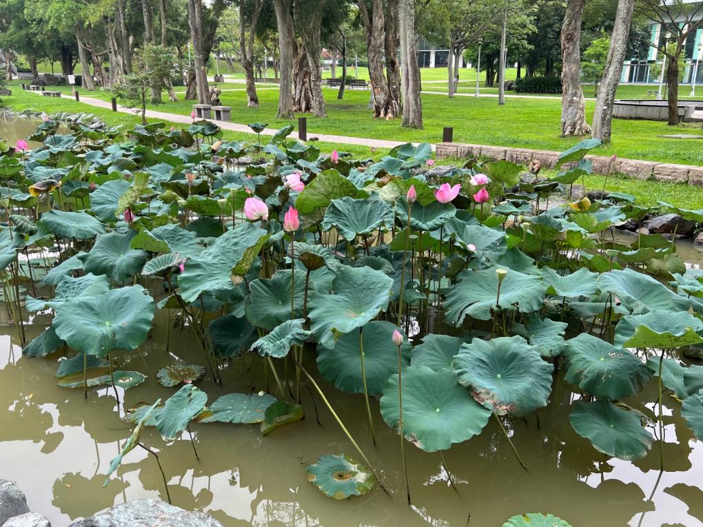 捷運內湖線沿線車站大湖公園站(BR20)周邊-大湖公園