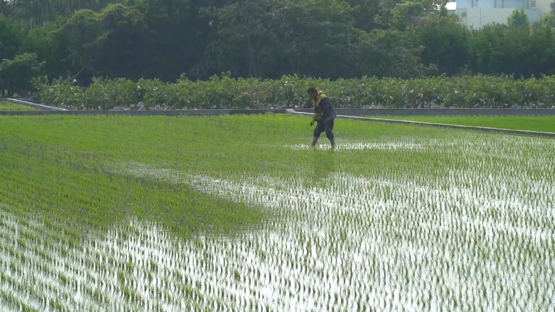 莿仔埤圳引水灌溉的農田