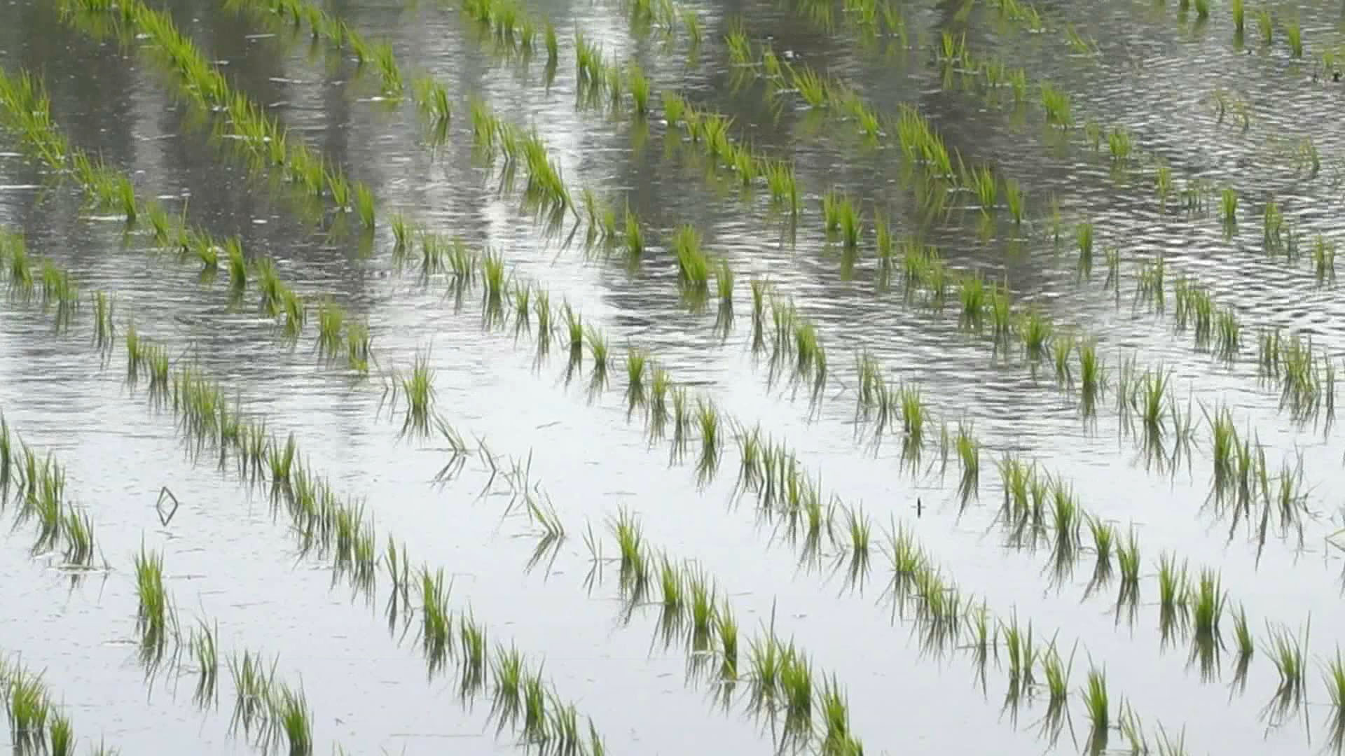 莿仔埤圳引水灌溉的農田