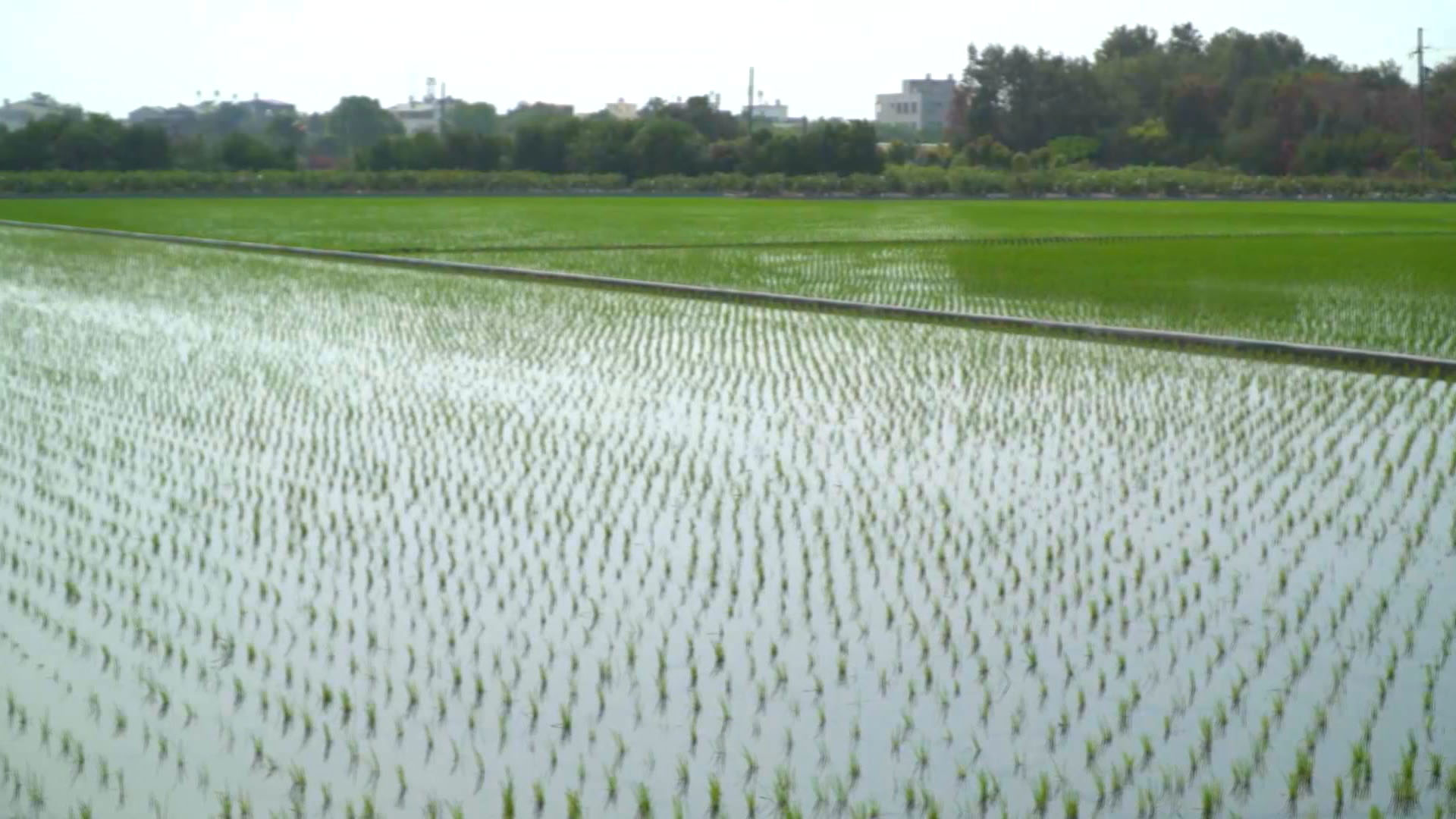 莿仔埤圳引水灌溉的農田