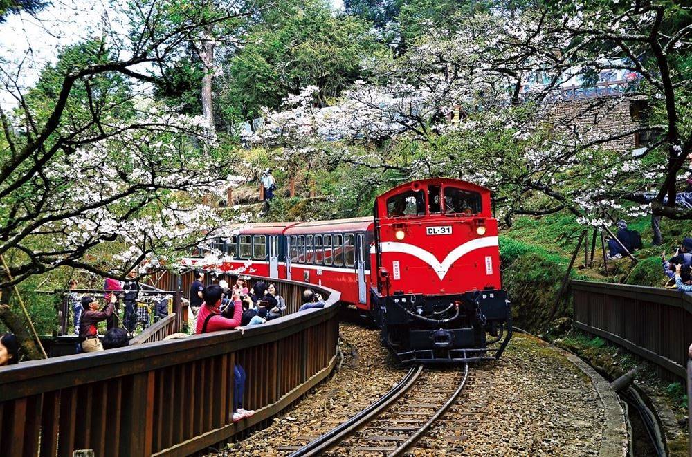 阿里山森林鐡路阿里山櫻花火車