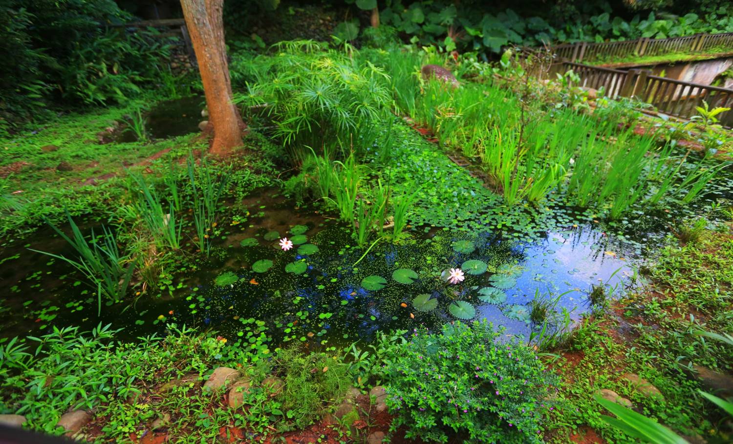 新莊水道水-新莊水源地生態池