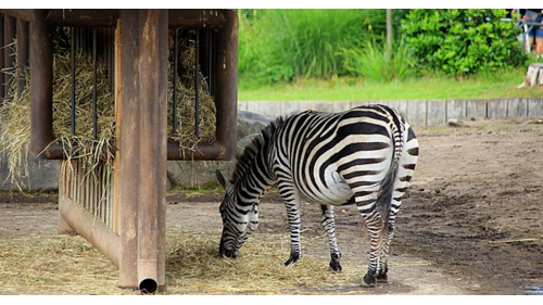 十四項基本建設動物園第一期工程木柵動物園