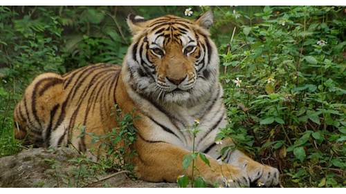 十四項基本建設動物園第一期工程木柵動物園