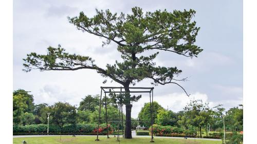 日治時代台南地區公供給水台南水道水源區內日治時期日本裕仁皇太子手種的黑松