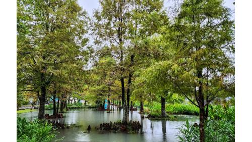 民國時期宜蘭地區公共給水深溝水源生態園區落雨松