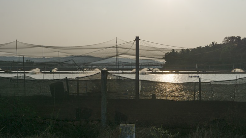 榮工處海外業務東南亞泰國養蝦場