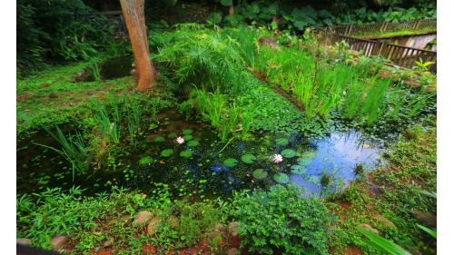 新莊水道水-新莊水源地生態池